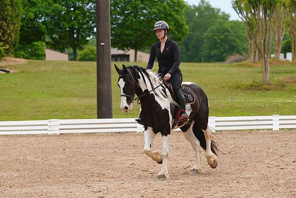 ridden-western-friesian-horse