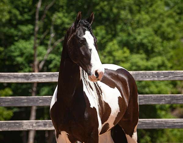 show-friesian-horse