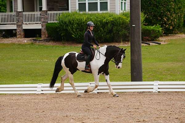 show-hack-friesian-horse