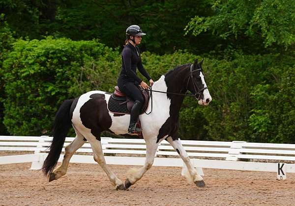 trail-friesian-horse