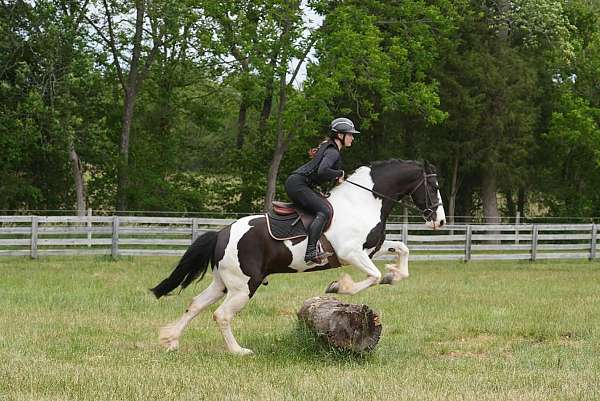 trail-riding-friesian-horse