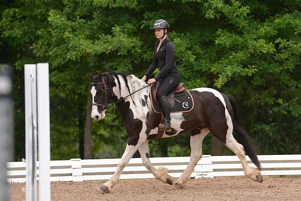 piebald-friesian-gelding