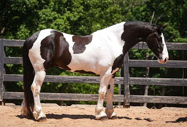 youth-friesian-horse