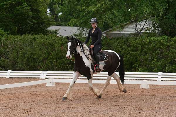 piebald-all-around-horse
