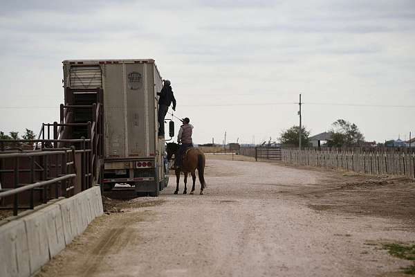 calf-roping-quarter-horse