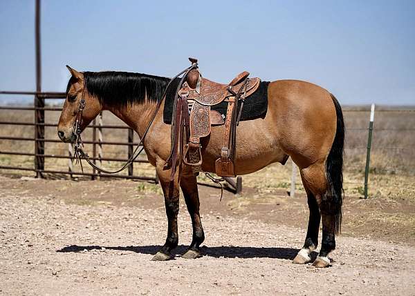 all-around-quarter-horse
