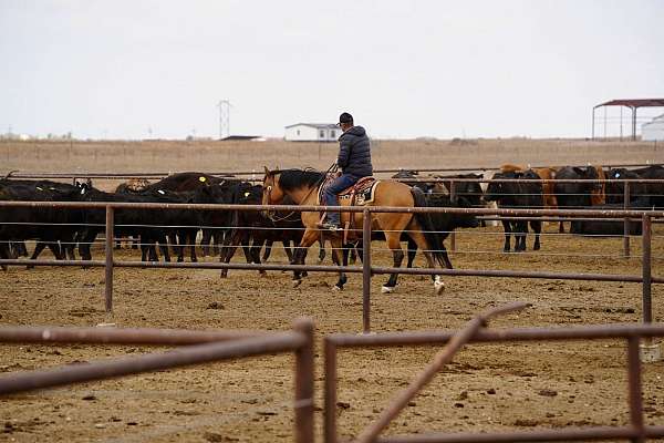athletic-quarter-horse