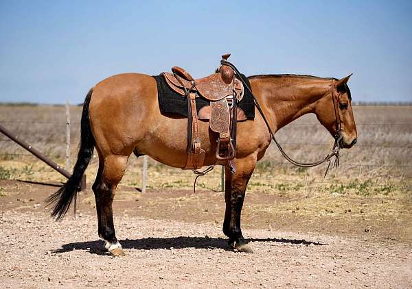 flashy-quarter-horse