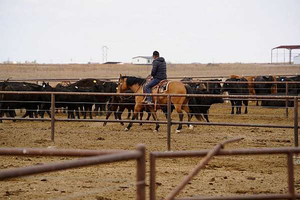 ranch-quarter-horse