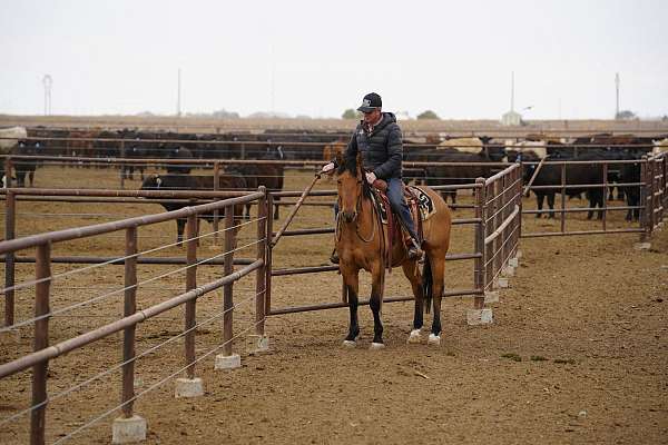ranch-versatility-quarter-horse