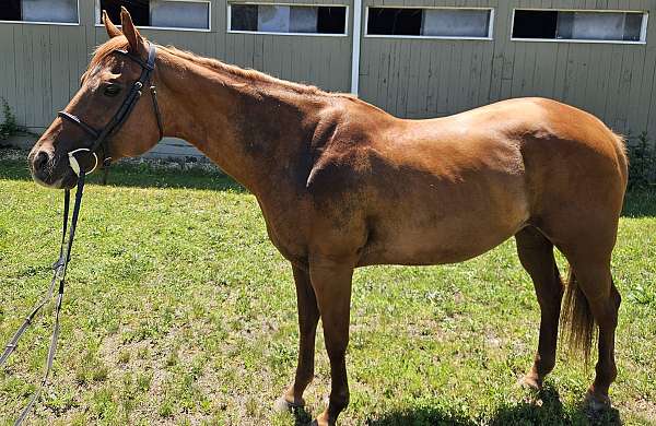 15-hand-quarter-horse-mare