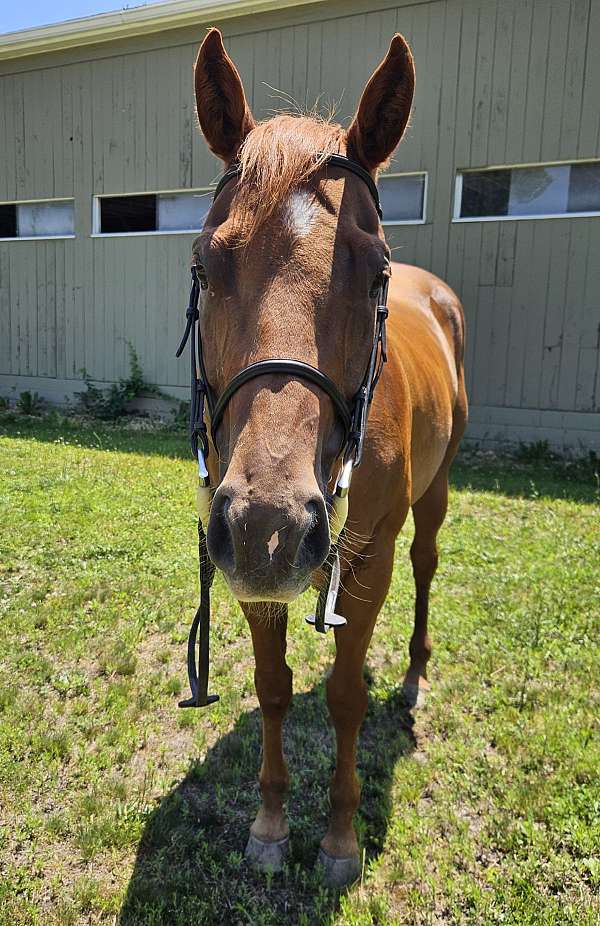 broke-western-mare