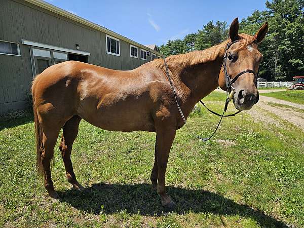 invitation-mare