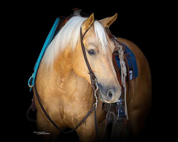 athletic-quarter-horse