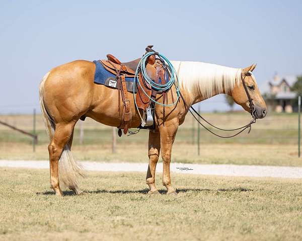 all-around-quarter-horse