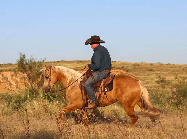 flashy-quarter-horse