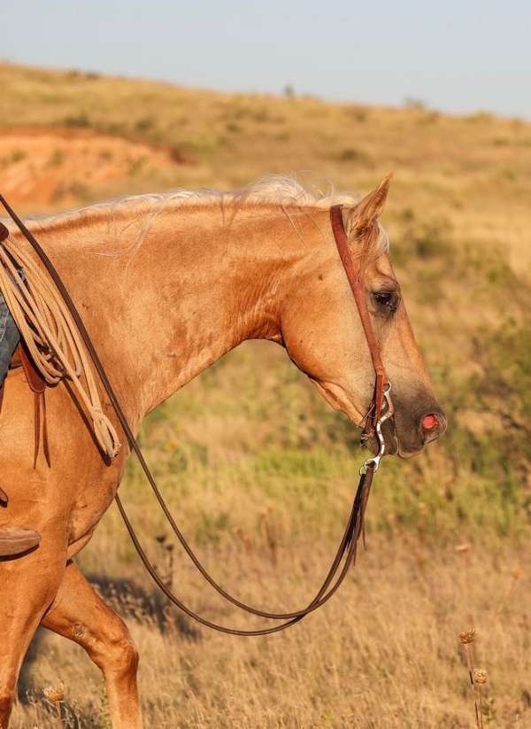 heading-quarter-horse