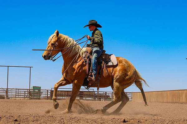 heel-quarter-horse