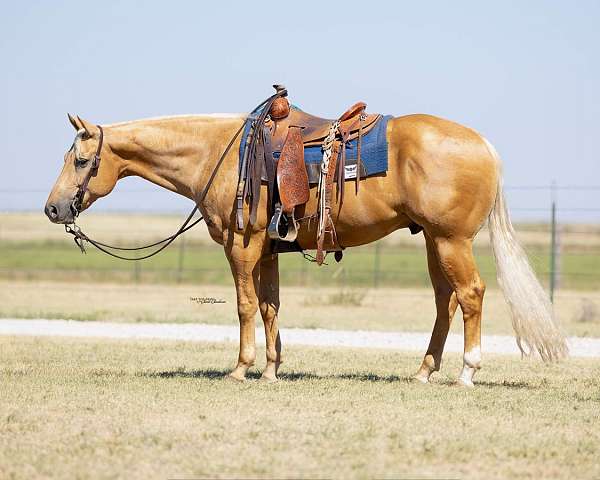performance-quarter-horse