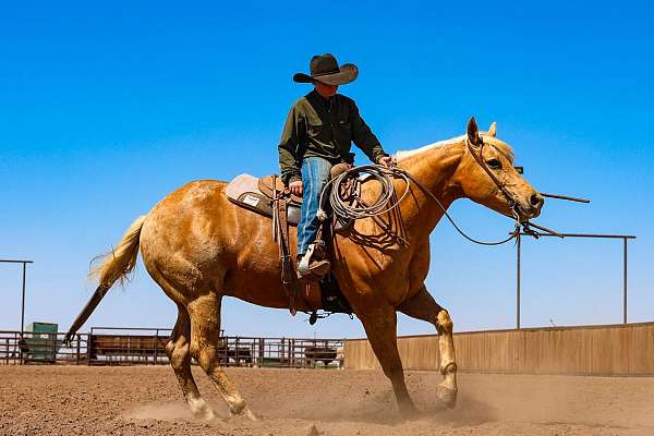 roping-quarter-horse