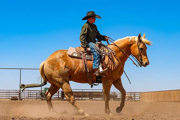 show-quarter-horse