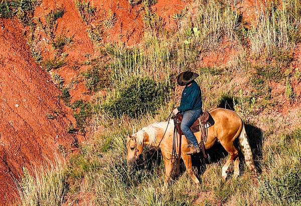 trail-quarter-horse
