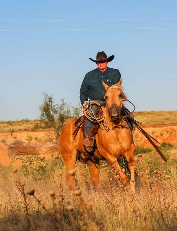 trail-riding-quarter-horse