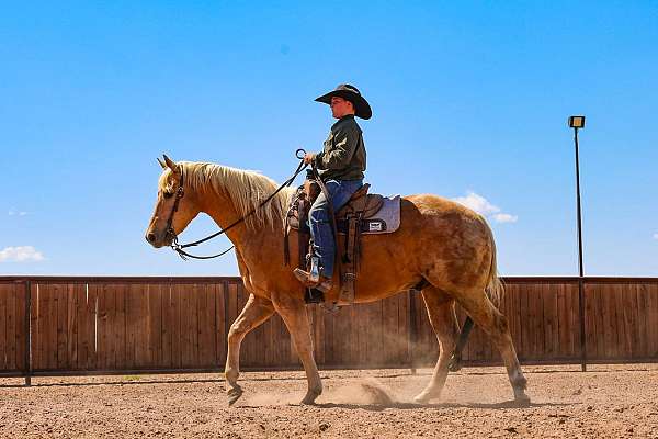 western-riding-quarter-horse