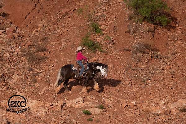 silb-working-cattle-pony