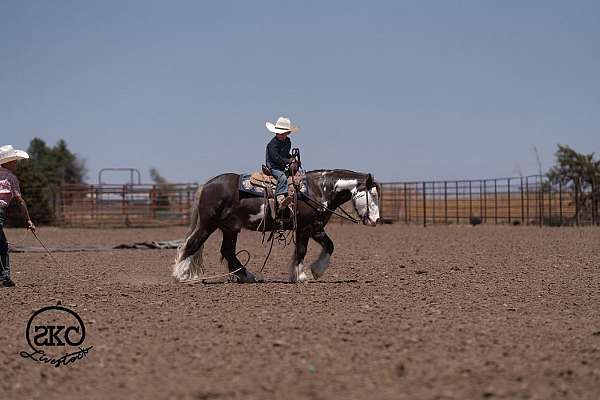 silb-pony-for-sale