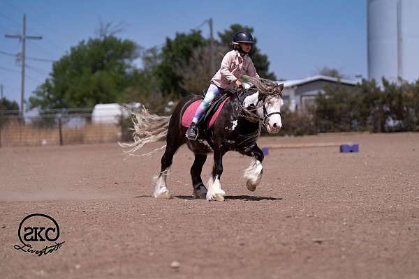 silb-pony