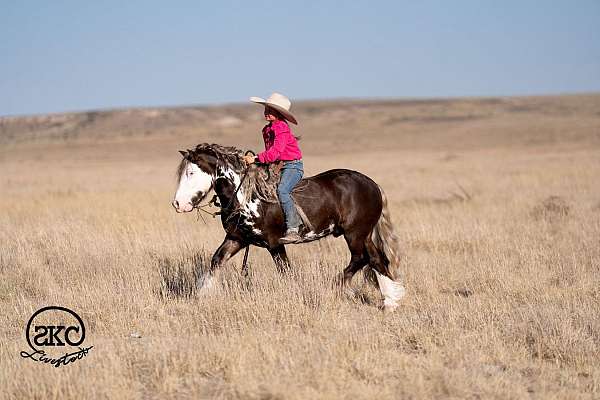 all-around-gypsy-vanner-pony