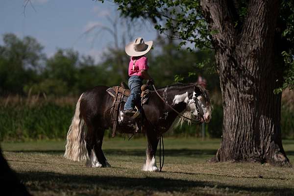 athletic-gypsy-vanner-pony