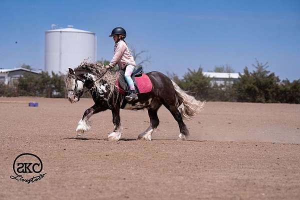 beginner-gypsy-vanner-pony