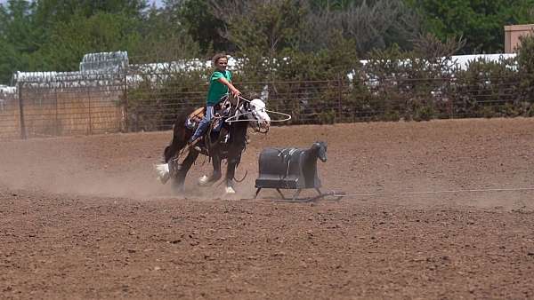 cross-gypsy-vanner-pony