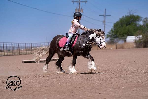 kid-safe-gypsy-vanner-pony
