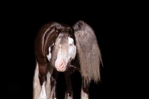silb-cross-pony
