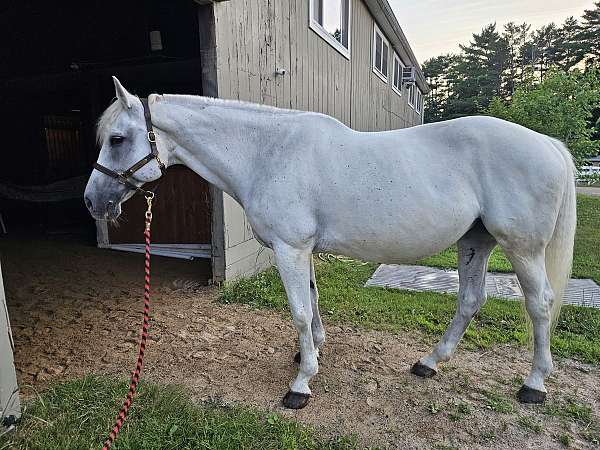 warmblood-mare