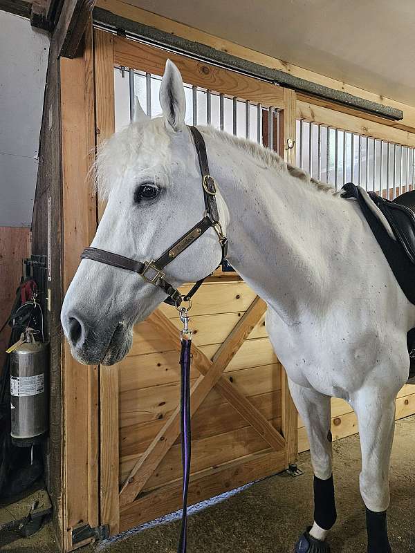 business-warmblood-horse