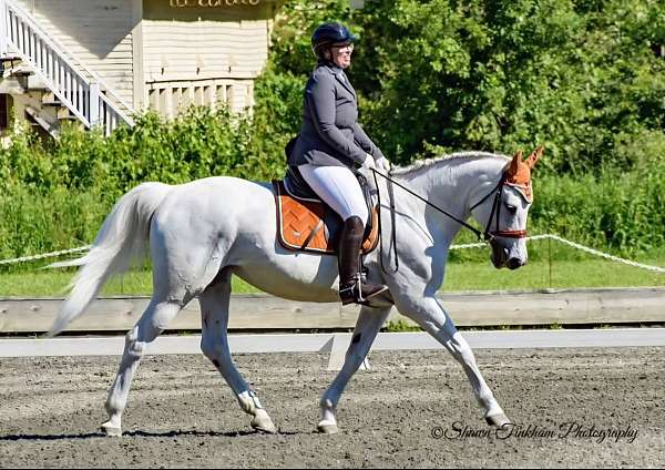 on-farm-lease-warmblood-horse
