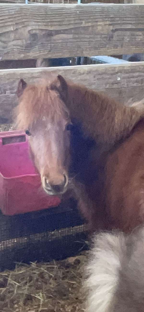 all-around-miniature-horse