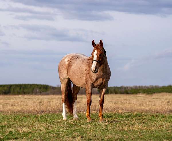 all-around-quarter-horse
