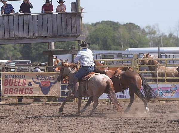 calf-roping-quarter-horse