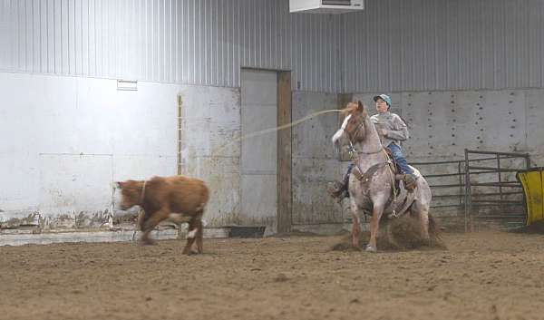 flashy-quarter-horse