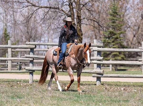 husband-safe-quarter-horse