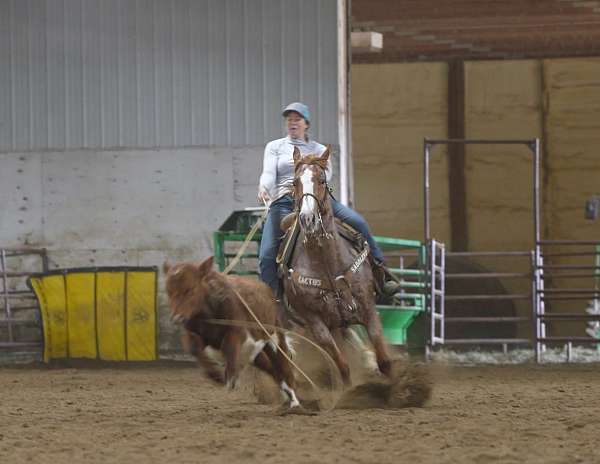 performance-quarter-horse