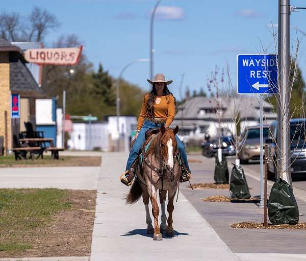 ranch-quarter-horse