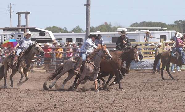 ranch-versatility-quarter-horse