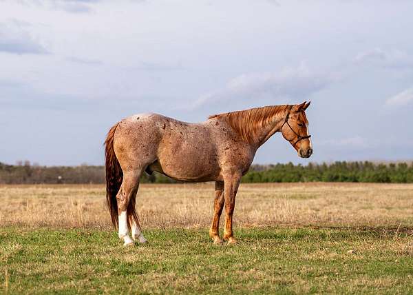 ranch-work-quarter-horse
