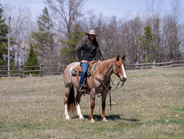 roping-quarter-horse